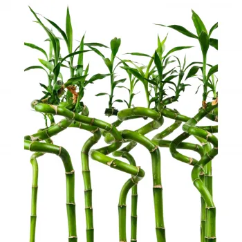 Lucky Bamboo – Bambus pre šťastie